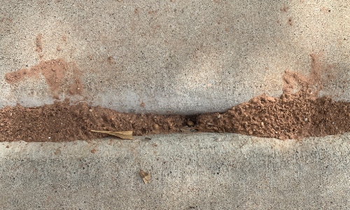 Ant nest in between cracks of pavement