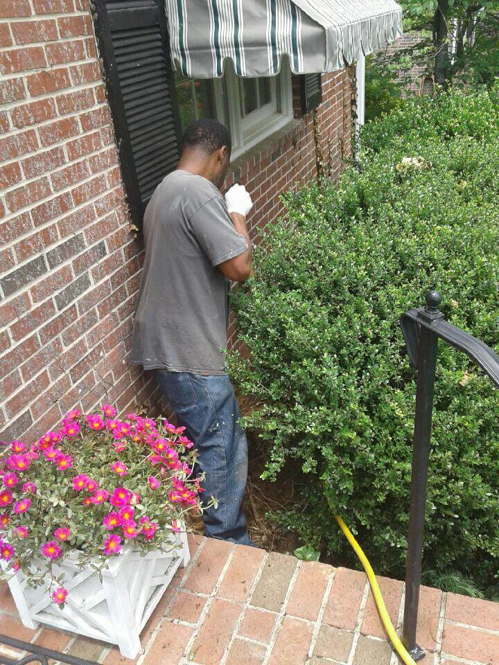 James spraying behind bushes for pest control