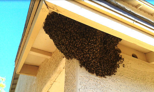 bees swarming on eaves of house