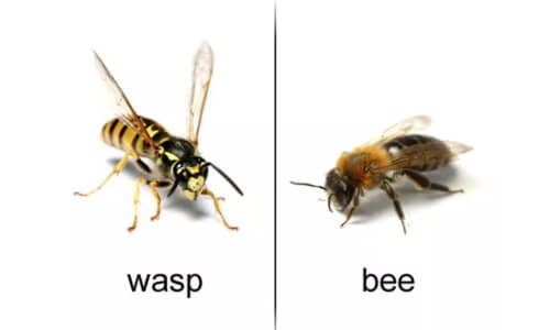 Wasp vs Bee