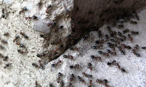 Black ants crawling out of wall