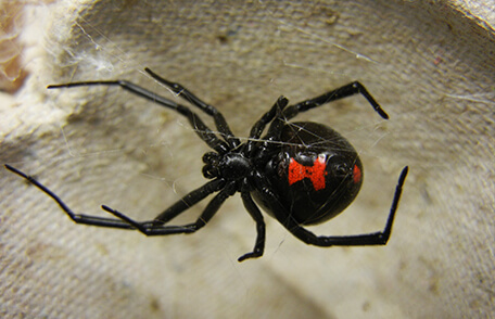 Underside of a black widow spider