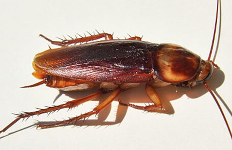 cockroach found near Laurel, MD