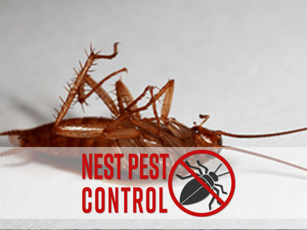 Cockroach extermination with Nest Pest Control