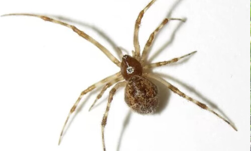 Close up of common house spider