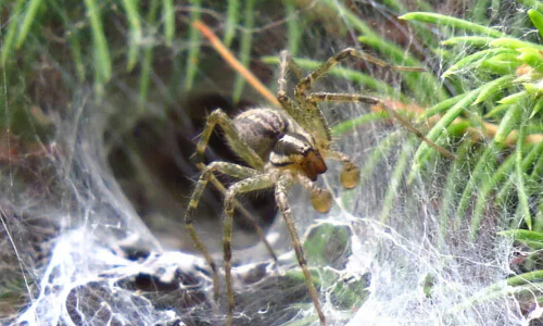 grass spider forming its web