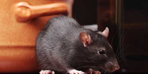 Picture of rat