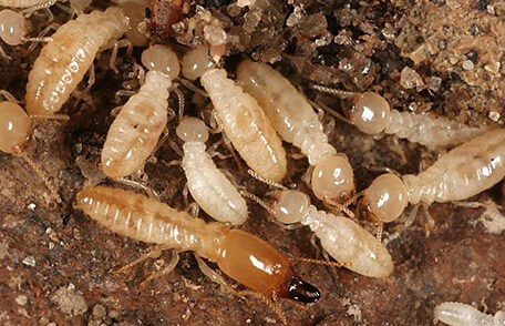 Young termites being fed in their colony