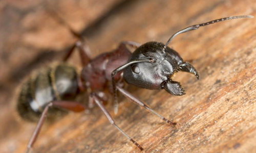 Close up of carpenter ant