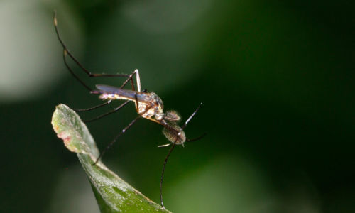 mosquito assassin near washington dc