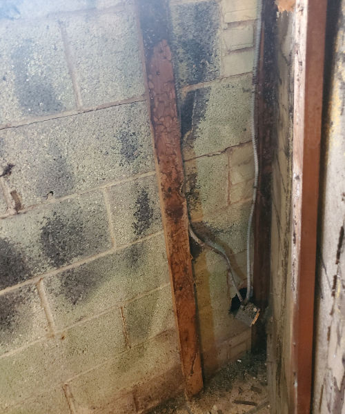 termite infestation in washington dc basement