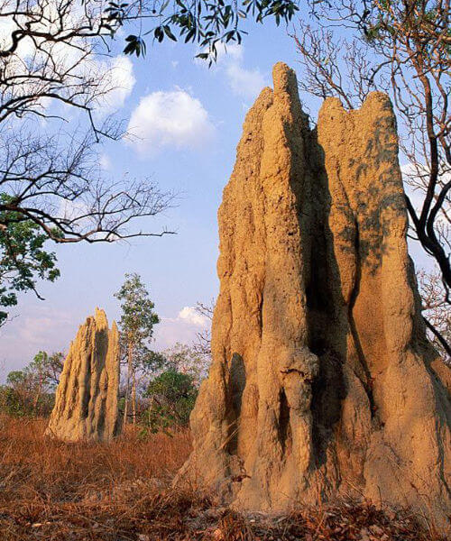 3 meter termite mounds in africa