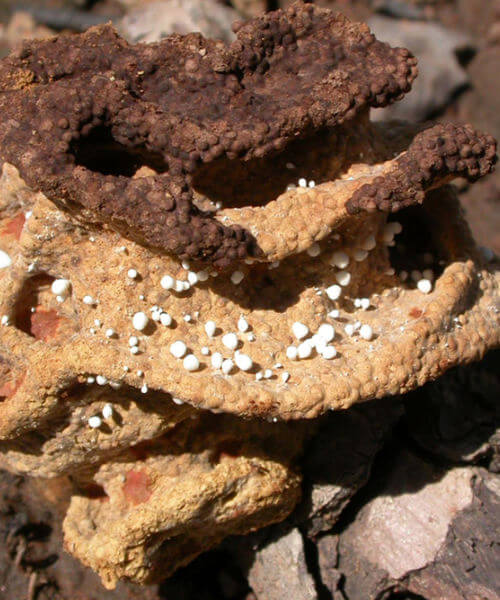 termite fungus garden detail image